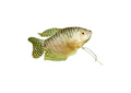 Gourami