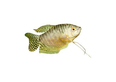 Gourami