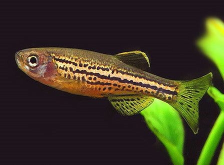 Leopard Danio (Danio rerio var. frankei)