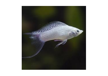 Platinum and Orange Molly