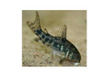 Peppered Corydora