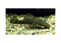 Common Bristlenose