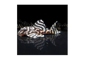 Pleco L333