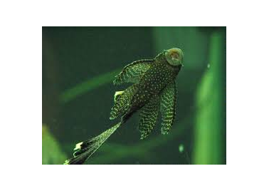 Common Bristlenose Longfin