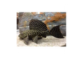 Pleco Gold Spot