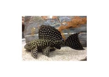 Pleco Gold Spot