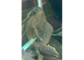 Pleco Sailfin