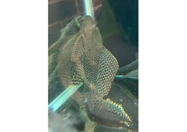 Pleco Sailfin