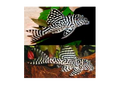 Pleco L066
