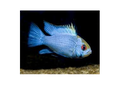 Ram Eletric Blue