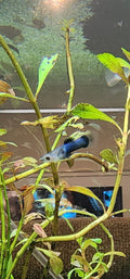 Dwarf Panda guppy (Poecilia reticulata) pairs only