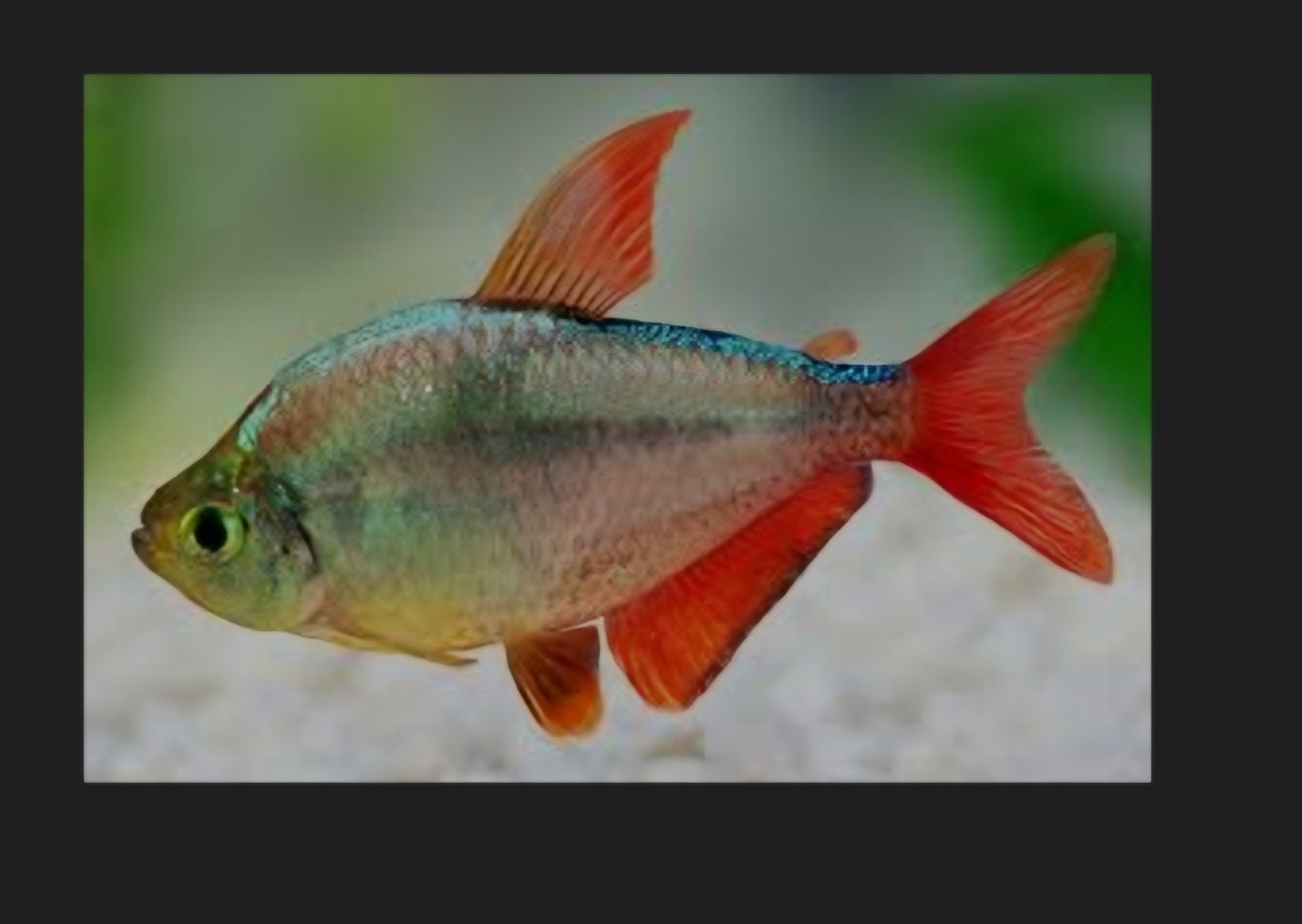 Columbian Redfin Tetra (Hyphessobrycon Columbianus)