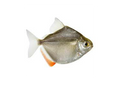 Silver Dollar