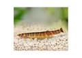 Striped Kuhli Loach (Pangio kuhlii)