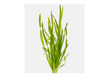 Thin Vallisneria