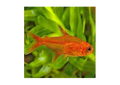 Ember Tetra (Hyphessobycon Amandae)