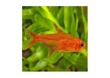 Ember Tetra (Hyphessobycon Amandae)