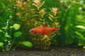 Flame Tetra