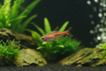 Glowlight Tetra
