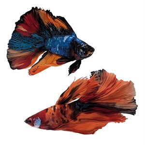 betta male Delta Koi Candy nemo