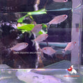 Lampeye Tetra