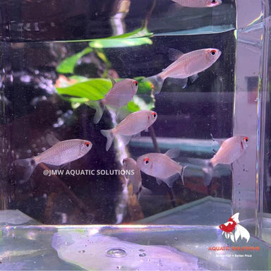 Lampeye Tetra