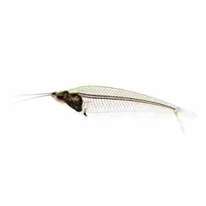 Phantom catfish