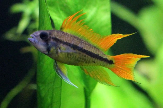 Apist. Cacatuoides (Super Red)