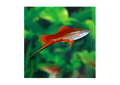 Assorted Swordtail