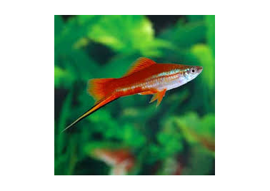 Assorted Swordtail