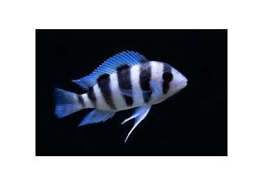 Frontosa Burundi 6 bar