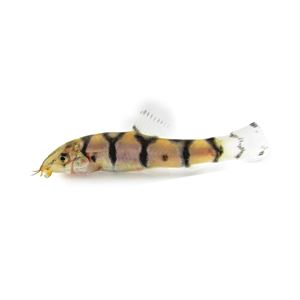 Reticulated Loach