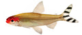 Rummynose Tetra