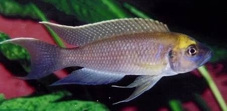 Sun Spot Shell Dweller