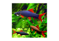 Rainbow Shark (Epalzeorhynchos bicolor)