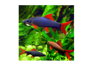 Rainbow Shark (Epalzeorhynchos bicolor)