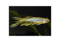 Zebra Longfin Danio (Danio Rerio)