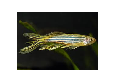 Zebra Longfin Danio (Danio Rerio)