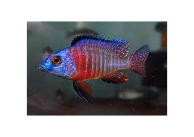 Red Flush Peacock