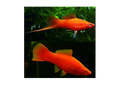 Red velvet swordtail lyretail