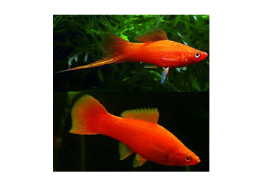 Red velvet swordtail lyretail
