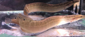 Spiney Peacock Eel