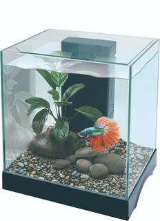 Pisces betta kit square