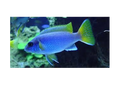 Yellowtail Acei