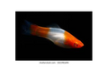 Santa Clause Swordtail