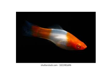 Santa Clause Swordtail