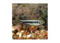 Black Neon Tetra