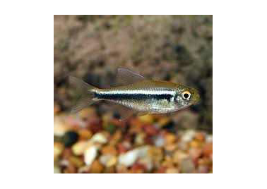 Black Neon Tetra
