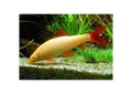 Albino Rainbow Shark (Epalzeorhynchos frenatum)