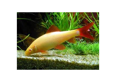 Albino Rainbow Shark (Epalzeorhynchos frenatum)